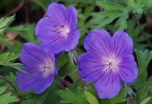 Geranium 'Orion'