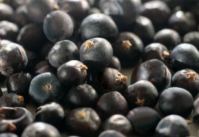 Juniper Berries